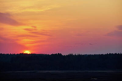 Jouko Lehto Photos - When the sun goes down the cranes fly to Puurijarvi. Eurasian cr by Jouko Lehto