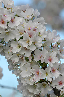 Vintage Board Games - White Cherry Blossom 3 by Mary Anne Delgado