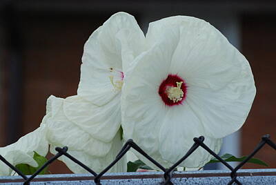 Legendary And Mythic Creatures Rights Managed Images - White Hibiscus Flower Royalty-Free Image by Ee Photography