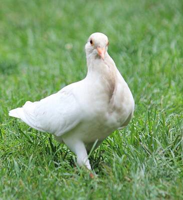 Female Outdoors - White Pigeon by The Art Of Marilyn Ridoutt-Greene