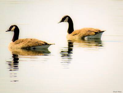 Marilyn Monroe Rights Managed Images - Wild.... Geese14 Royalty-Free Image by Chad Vidas