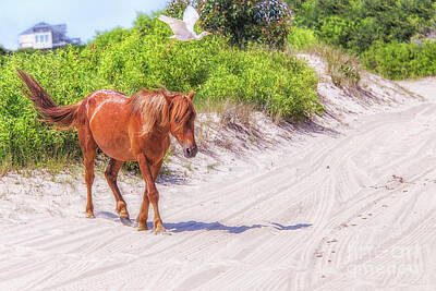 Modern Sophistication Beaches And Waves - Wild Horses Outer Banks Two by Randy Steele