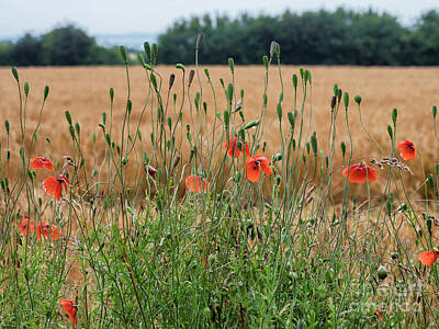 Floral Photos - Wild poppies in a field on Lyoe in Denmark by Frank Bach