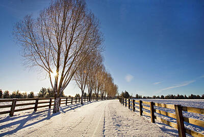 Luck Of The Irish - Willow trees lining a ranch driveway in winter by Buddy Mays