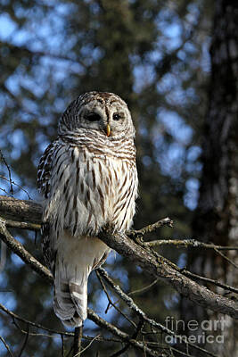 Panoramic Images Rights Managed Images - Winter Barred Owl Royalty-Free Image by Heather King