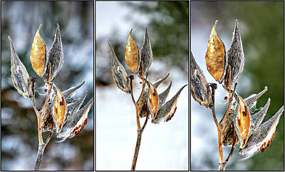 Discover Inventions - Winter Milkweed Triptych by Steve Harrington