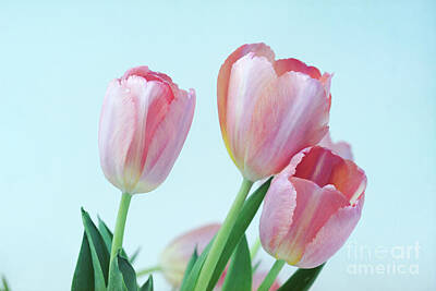 Vintage Camera - Winter Pink Tulips by Ava Reaves