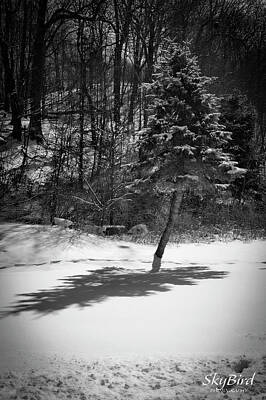 Af One Rights Managed Images - Winter Shadow Royalty-Free Image by Megan Miller