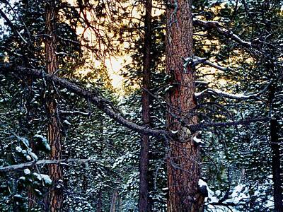Sean Rights Managed Images - Wintry Forest Royalty-Free Image by Dietmar Scherf