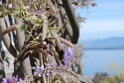 Sheep Royalty Free Images - Wisteria in Nyon Royalty-Free Image by Kat Tancredi
