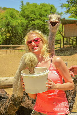 Comedian Drawings Royalty Free Images - Woman feeding Ostriches Royalty-Free Image by Benny Marty