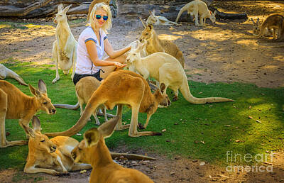 Comedian Drawings Royalty Free Images - Woman feeds kangaroos Royalty-Free Image by Benny Marty