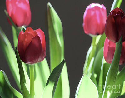 Blooming Daisies - Wonderful Tulips by Robert Yaeger