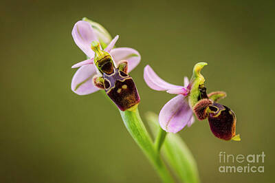 Sean Test Royalty Free Images - Woodcock Orchid, inflorescence, Ophrys scolopax Royalty-Free Image by Perry Van Munster