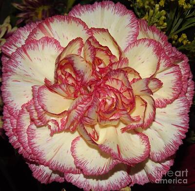 Roses Royalty-Free and Rights-Managed Images - Yellow and Salmon Carnation by Rose Santuci-Sofranko