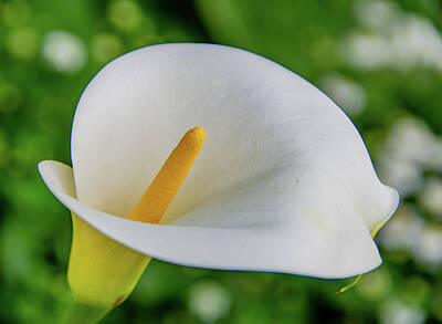 Cityscape Gregory Ballos Royalty Free Images - Yellow and White Calla Lily Royalty-Free Image by Marcy Wielfaert