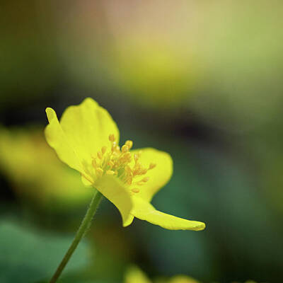 Jouko Lehto Royalty-Free and Rights-Managed Images - Yellow anemone minimalistic by Jouko Lehto