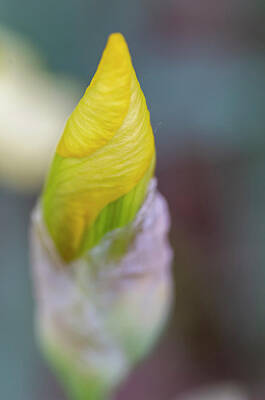 World Forgotten - Yellow Bearded Iris 12 by Bob Corson