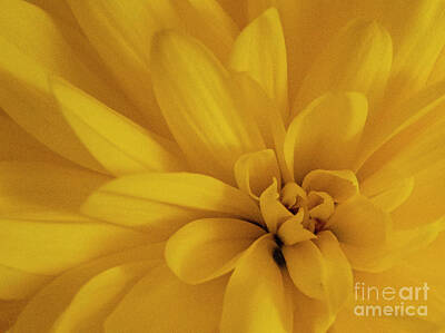 Lets Be Frank - Yellow Chrysanthemum Macro Close up by David Zanzinger