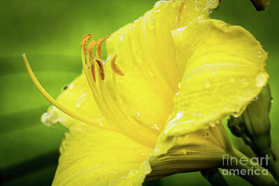Love Marilyn - Yellow Daylily 2 by Robert Alsop