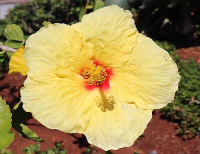 Physics And Chemistry - Yellow Hibiscus by Rusty  Gouveia