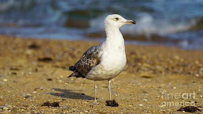 Easter Egg Hunt Royalty Free Images - Yellow-Legged Gull Breeding Looking Right Royalty-Free Image by Pablo Avanzini