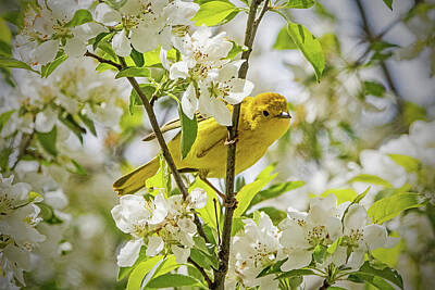 Ira Marcus Royalty-Free and Rights-Managed Images - Yellow Warbler Among the Blossoms by Ira Marcus