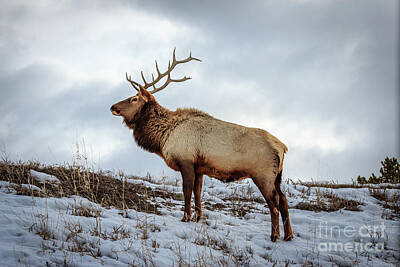 Macaroons - Yellowstone Bull Elk by Michael Overstreet
