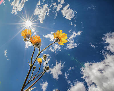 Sunflowers Photos - You Are My Sunshine by Peter Tellone