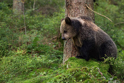 Southwest Landscape Paintings Rights Managed Images - Young cub... Brown Bear Royalty-Free Image by Ralf Kistowski