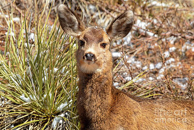 Steven Krull Royalty Free Images - Young Mule Deer in Snow Royalty-Free Image by Steven Krull