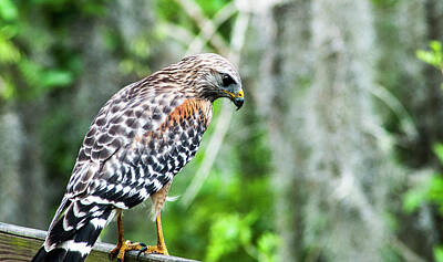 Staff Picks Cortney Herron Royalty Free Images - Young Red-Shouldered Hawk Royalty-Free Image by Norman Johnson