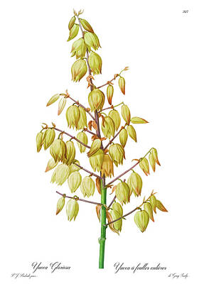 Lilies Drawings - Yucca gloriosa Flower Detail, Yucca a feuilles entieres, Palm Lily or Spanish Dagger, Plate 327 by Orchard Arts
