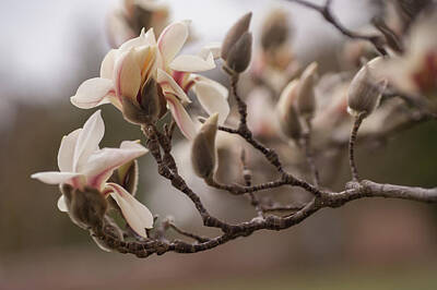 Granger - Zen Magnolia Blossom 1 by Jenny Rainbow