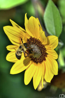 Western Buffalo Royalty Free Images - 0018 Busy Bees Royalty-Free Image by Michael Frank Jr