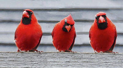 Birds Royalty Free Images - 3 Cardinal Birds Royalty-Free Image by Le Artman