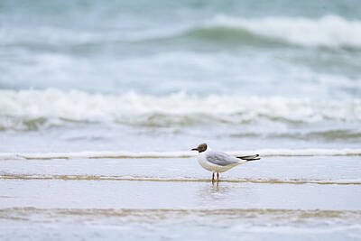 Birds Photos - A black-headed gull at the beach in front of a crushing wave by Stefan Rotter