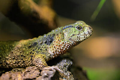 Portraits Photos - A Chinese crocodile lizard resting on a log by Stefan Rotter