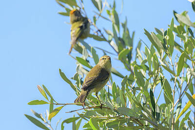 Birds Photos - A Common Chiffchaff sitting on a olive tree by Stefan Rotter