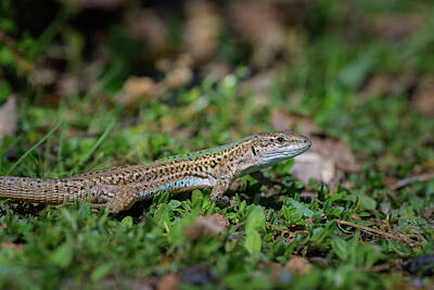 Reptiles Royalty Free Images - A Dalmatian wall lizard resting in the grass Royalty-Free Image by Stefan Rotter