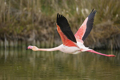 Animals Royalty Free Images - A Greater Flamingo flying low over water Royalty-Free Image by Stefan Rotter