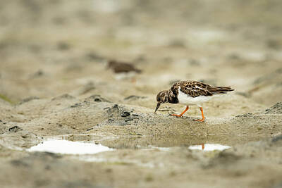 Birds Photo Rights Managed Images - A ruddy turnstone looking for food on the beach Royalty-Free Image by Stefan Rotter