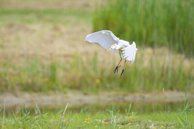 Abtracts Laura Leinsvencner - A Western Cattle Egret landing on a meadow by Stefan Rotter