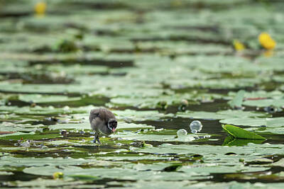Camping - A young common moorhen looking for food by Stefan Rotter