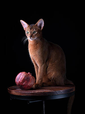 Lighthouse - Abyssinian Cat Portrait by Nailia Schwarz