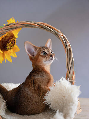 Royalty-Free and Rights-Managed Images - Abyssinian Kitten by Nailia Schwarz