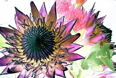 Studio Grafika Typography Royalty Free Images - African Proteas Royalty-Free Image by Loraine Yaffe
