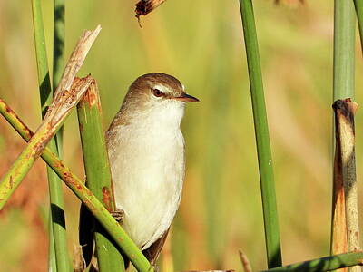 Animals Photos - African Reed-Warbler by Bird Republic