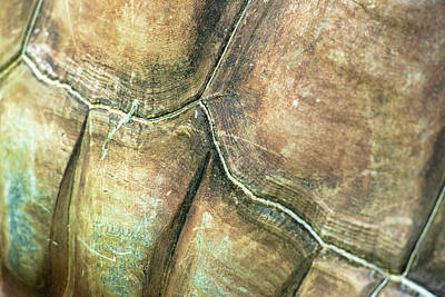 Vintage Aston Martin - Aldabra Giant Tortoise Texture by Rob Downer