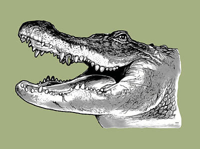 Royalty-Free and Rights-Managed Images - American Alligator by Greg Joens